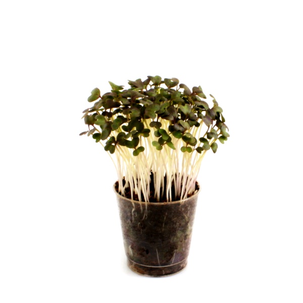 Horčica RED Fringed 1 kg